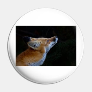 Red Fox, Algonquin Park, Canada Pin