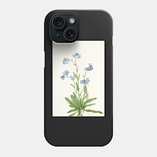 Alpine Forget-me-not - Myosotis alpestris  - botanical illustration Phone Case