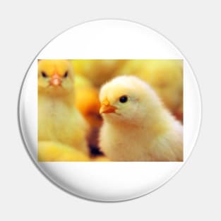 Chicks Pin