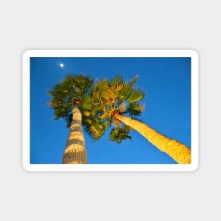 Palm Trees at Night Magnet