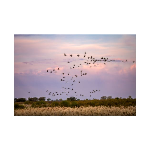 Morning Flight of the Sandhill Cranes by Debra Martz by Debra Martz