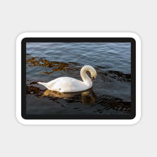 White swan on the water Magnet