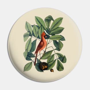 Cardinal Bird Vintage Illustration Pin