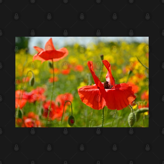 Wild Red Poppies by jojobob