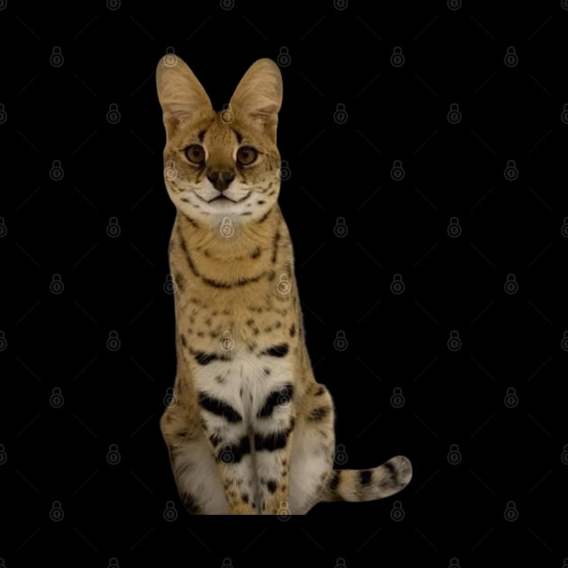 Sogga My Beloved Serval Meme Cat Meme by BobaPenguin