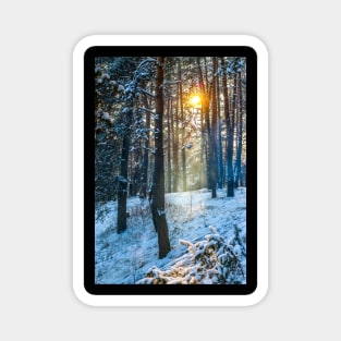 Winter landscape with snow-covered spruce forest. Magnet