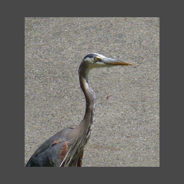 Driveway heron by AmyKalish