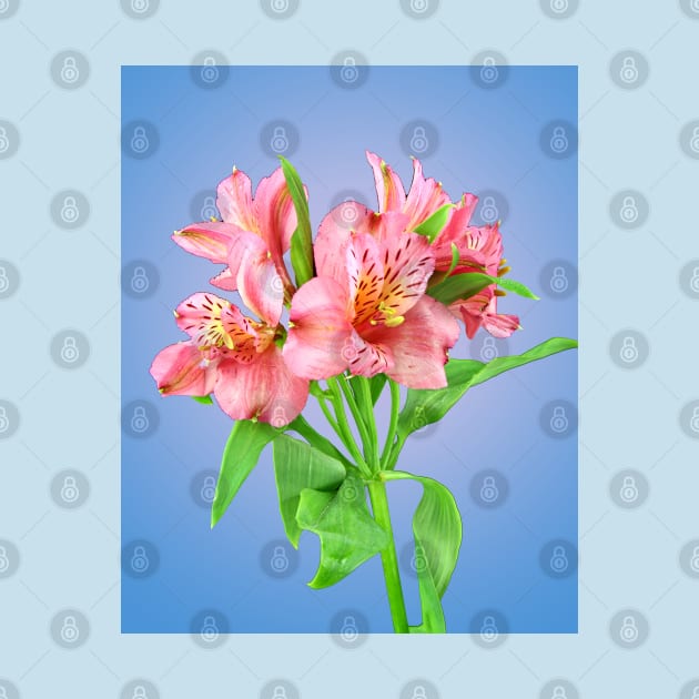 A bunch of pink Alstroemeria Lilly by ikshvaku