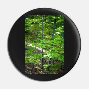 Young beech forest Pin