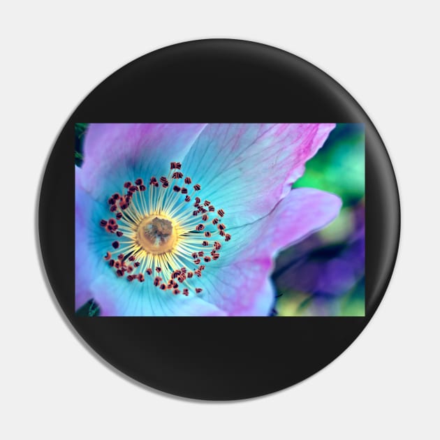 Colourful Wild Rose Pin by InspiraImage