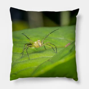 Striped lynx spider saying "come at me, bro!" Pillow