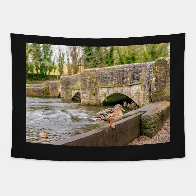 Female mallard duck sitting on the bank of the River Wye with the infamous Sheepwash bridge in the background Tapestry by yackers1