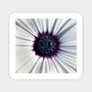 Closeup of white African daisy Magnet