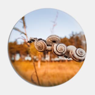 snail shells Pin