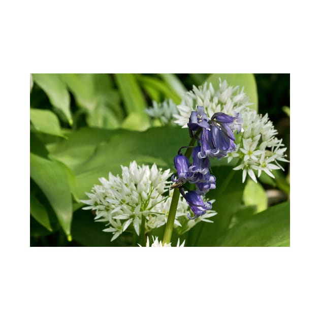 English Wild Flowers - Bluebell and Wild Garlic by Violaman