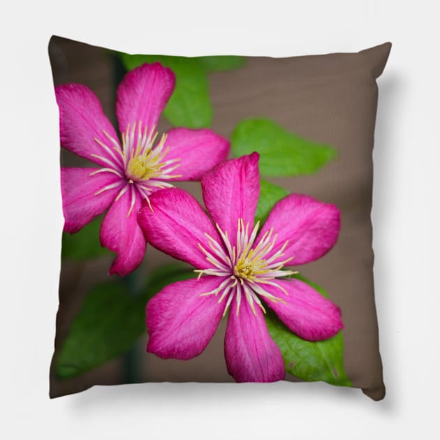 Pink clematis Pillow by MistyLakeArt