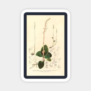 Dossinia marmorata - Botanical Illustration Magnet