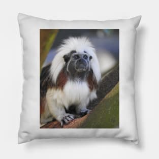 Cotton-top Tamarin Pillow