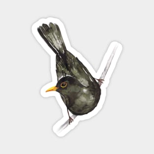 Blackbird watercolor Magnet