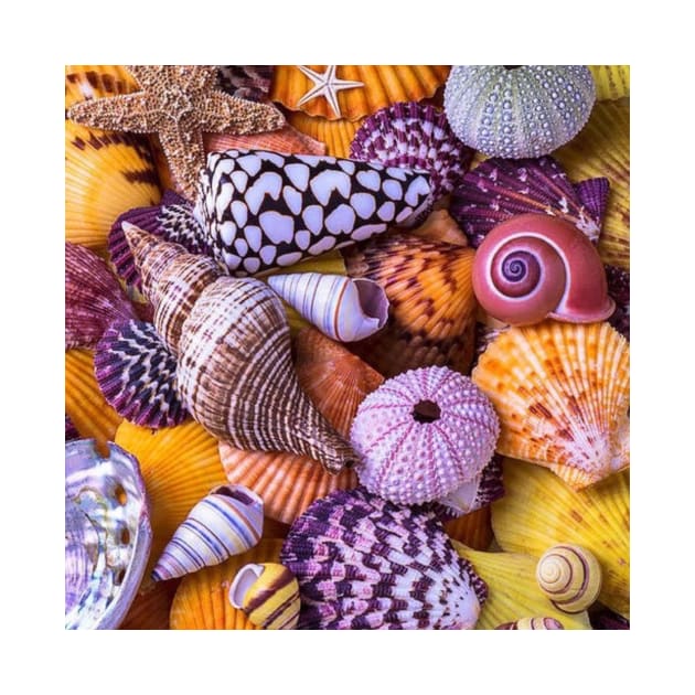 seashell by PREMIUMSHOP