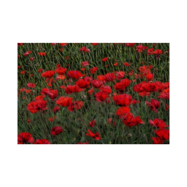 bright red glowing poppy in a field of wild uncultivated flowers by mister-john