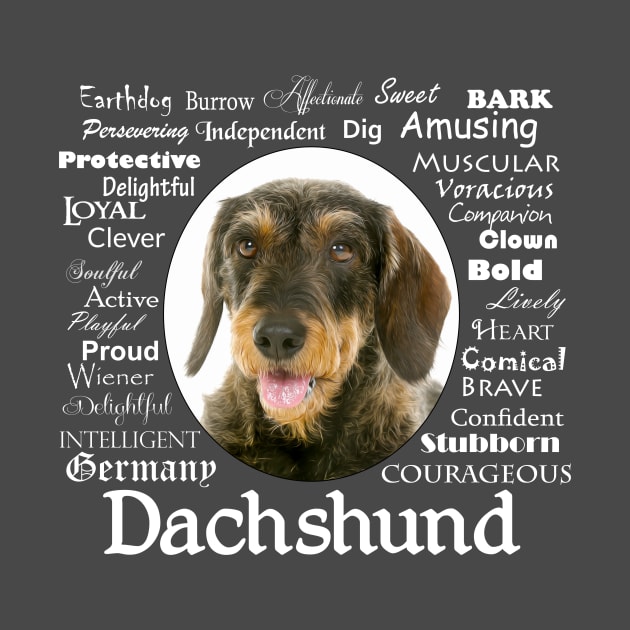 Wirehaired Dachshund Traits by You Had Me At Woof