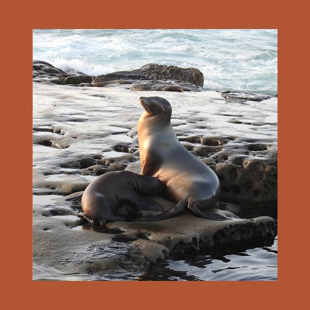 Wildlife gifts, California sea lion, marine life, nature by sandyo2ly