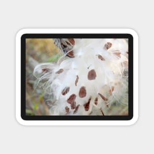 Milkweed Seeds Magnet