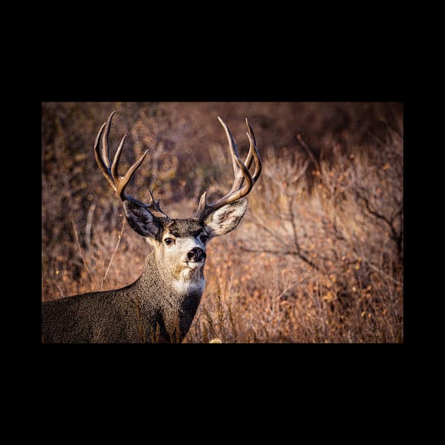 Mule Deer buck by Todd Graven Photography 