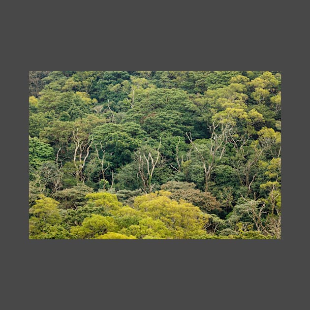 Aerial view of rainforest canopy by Juhku