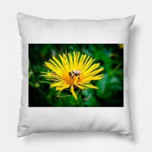 Bee On Elecampane Flower 3 Pillow