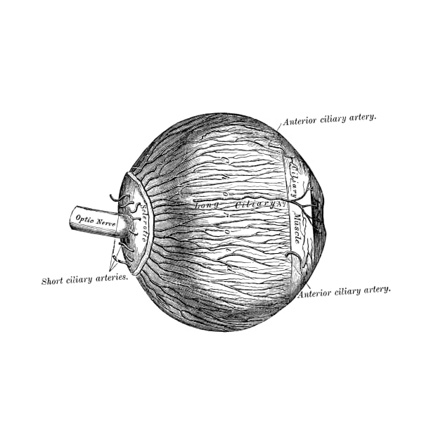 Human Eyeball by be yourself. design