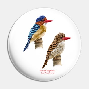 Banded kingfisher | Lacedo pulchella ⚥ Pin