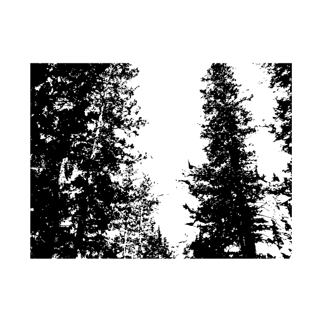 Black and White Colorado Pines by Elizabeth Karlson Art