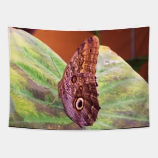 The Magnificent Owl Butterfly Tapestry