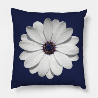 White Osteospermum Daisy Festival Flower Vector Art Pillow