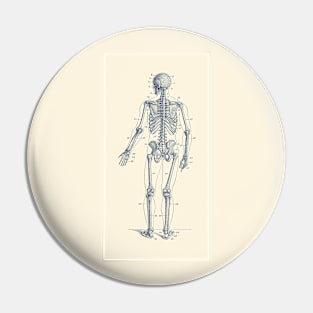 Backward Facing Skeletal Diagram - Vintage Anatomy Print Pin