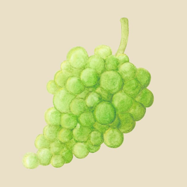 Green Grapes ~ Watercolor Painting by aurin