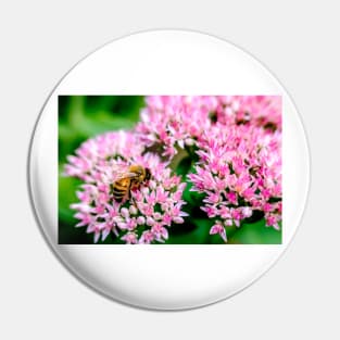 Bee On Stonecrop Flower 2 Pin