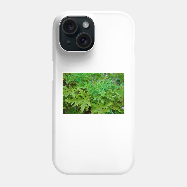 Sherman Gardens Study 26 Phone Case by bobmeyers