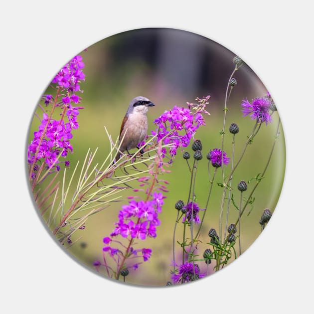 Red-backed shrike Pin by Mikhail Vedernikov