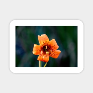 Tiger Lily Magnet