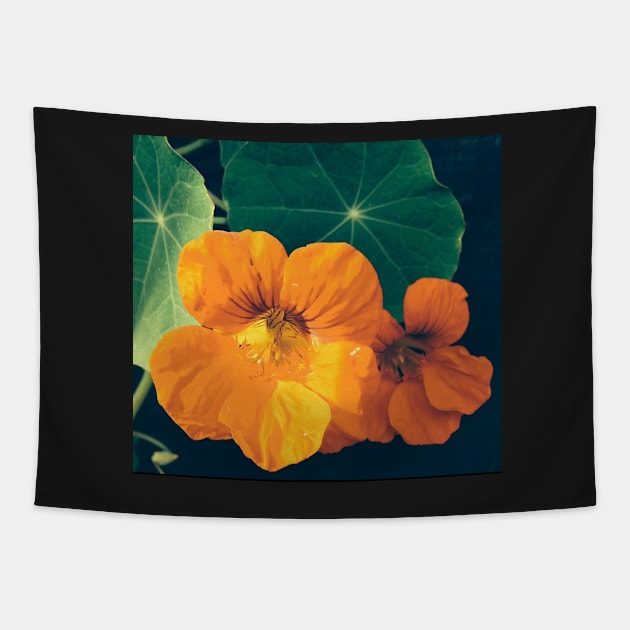 Cheerul Orange Nasturtium and the Star Leaf Tapestry by Photomersion