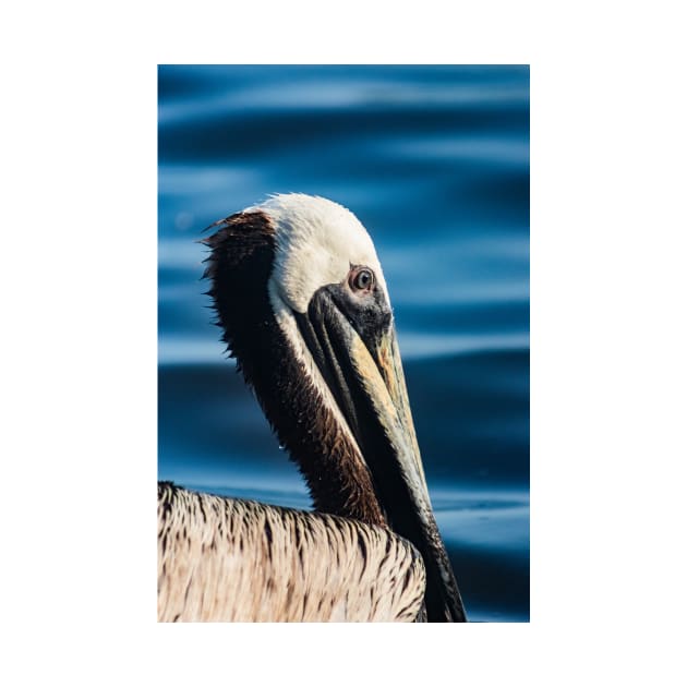 Grooming Pelican 2 by KensLensDesigns