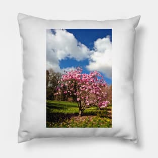 Magnolia Tree Batsford Arboretum Cotswolds UK Pillow