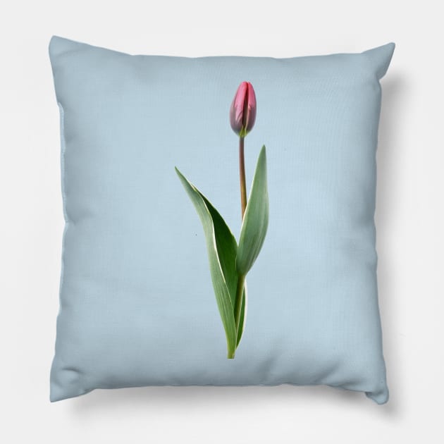 Tulipa  &#39;Pretty Princess&#39; Triumph Group  Tulip Pillow by chrisburrows