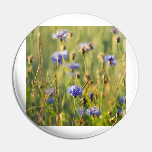 Cornflower Pin by ansaharju