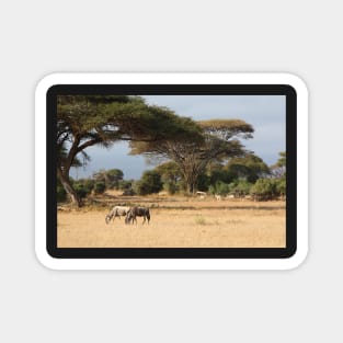 Wildebeest. White Race, Kenya. Magnet