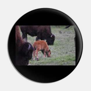 Bison Calf Pin