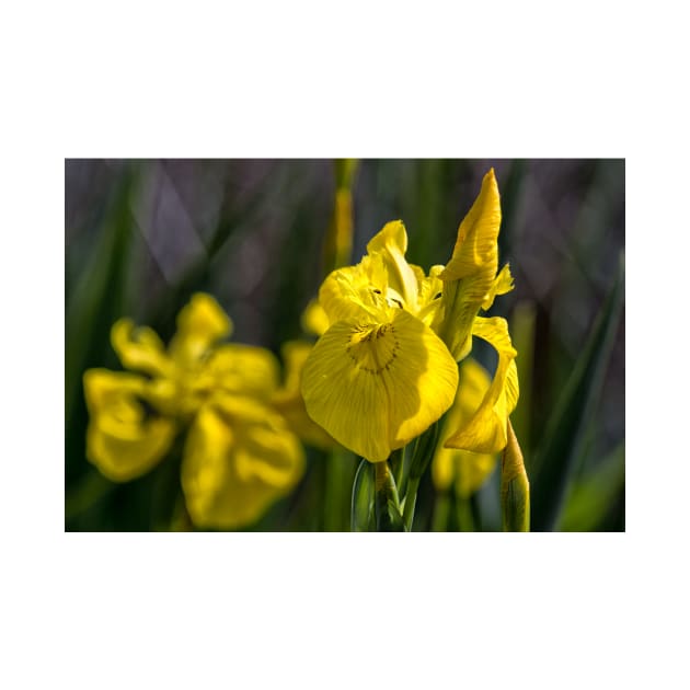 Yellow Flag Iris by Violaman